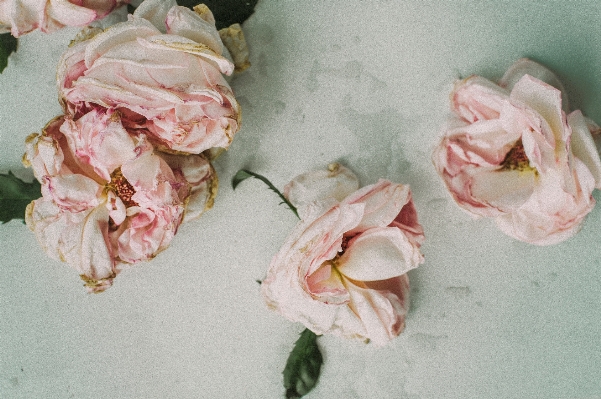 Blossom plant flower petal Photo