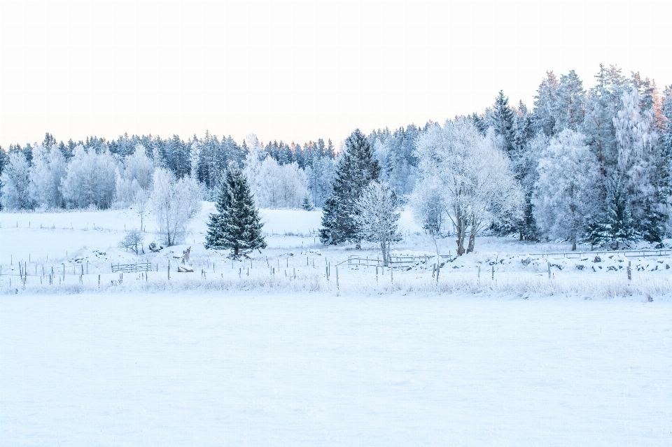 Baum schnee winter frost