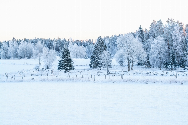 Foto Albero nevicare inverno gelo