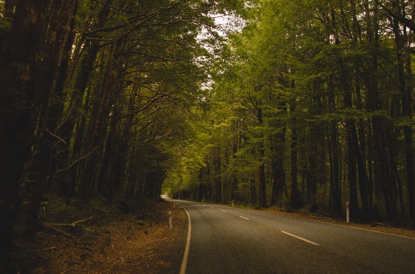 Foto árbol naturaleza bosque rama