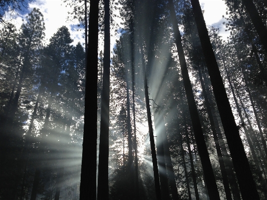 Tree nature forest branch Photo