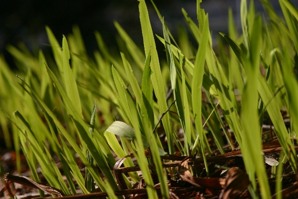 Foto Césped planta suelo hoja