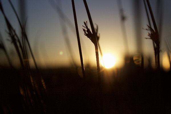 Foto Silhouette leggero sole alba