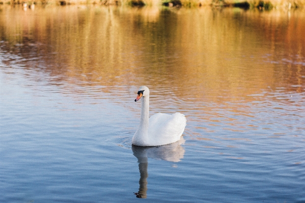 Water bird lake wildlife Photo