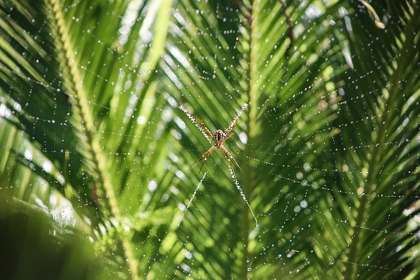 Foto árvore grama filial plantar