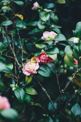 Branch blossom plant leaf Photo