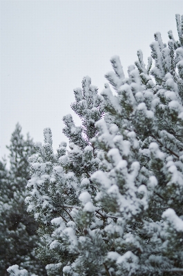 Tree forest branch snow Photo