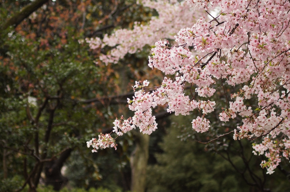 Arbre forêt bifurquer fleurir