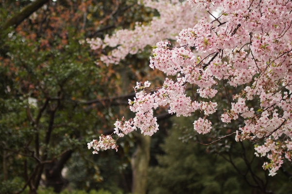 Foto Albero foresta ramo fiore