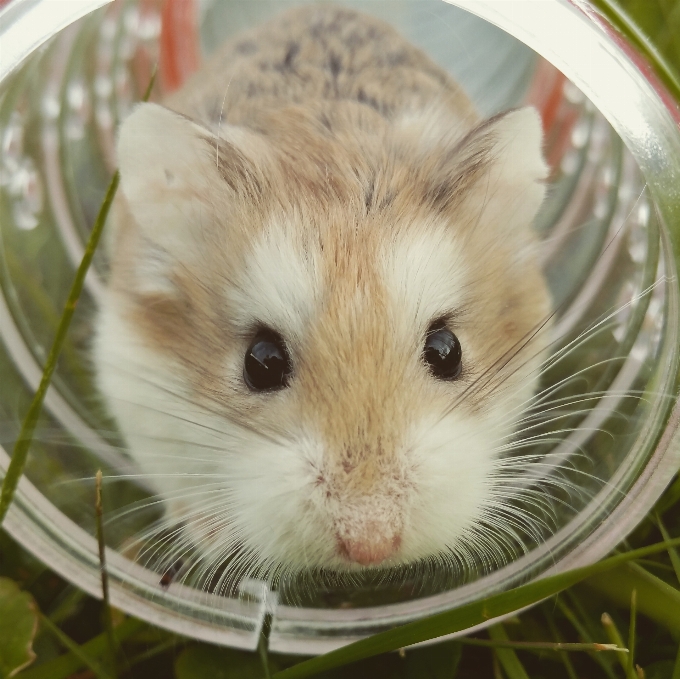 Topo animale carino mammifero