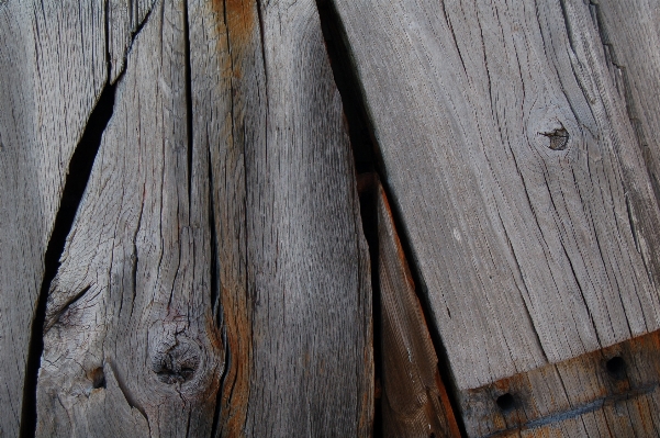 Tree branch wood texture Photo