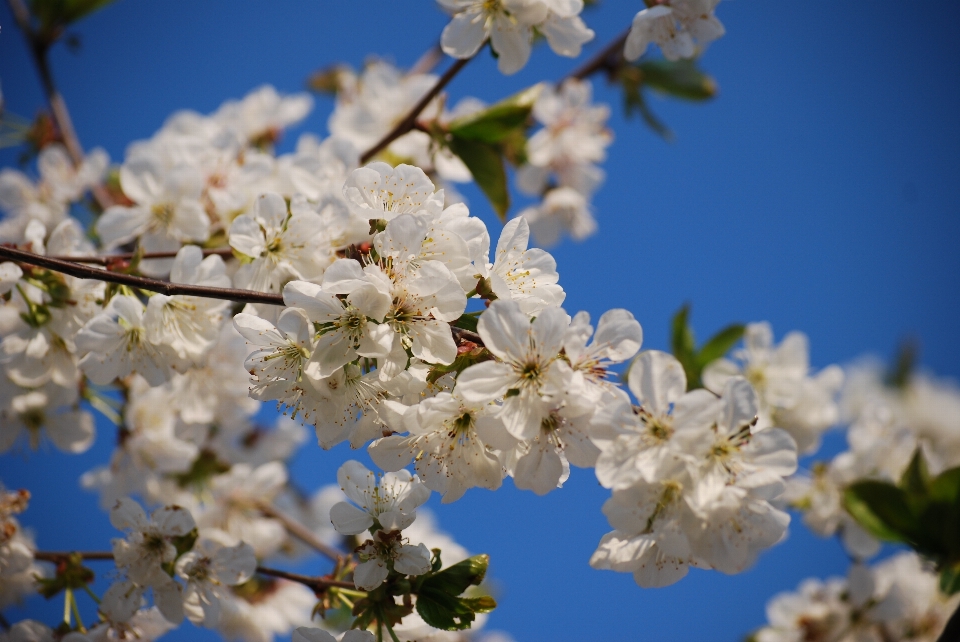 Baum zweig blüte anlage