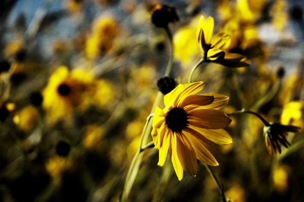 Nature blossom plant field Photo