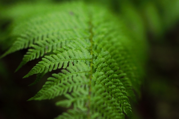 Nature plant leaf flower Photo