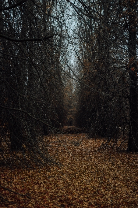 árvore natureza floresta grama