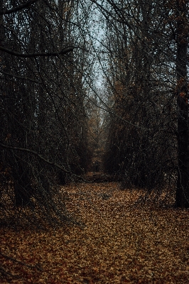 Tree nature forest grass Photo