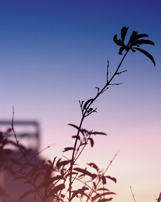 Tree nature grass branch Photo