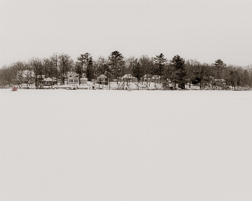 Tree snow winter black and white Photo