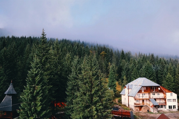 Tree forest wilderness mountain Photo