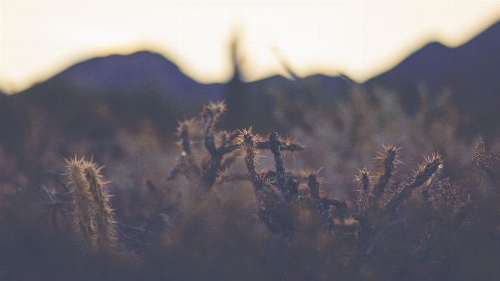 Tree nature grass horizon Photo