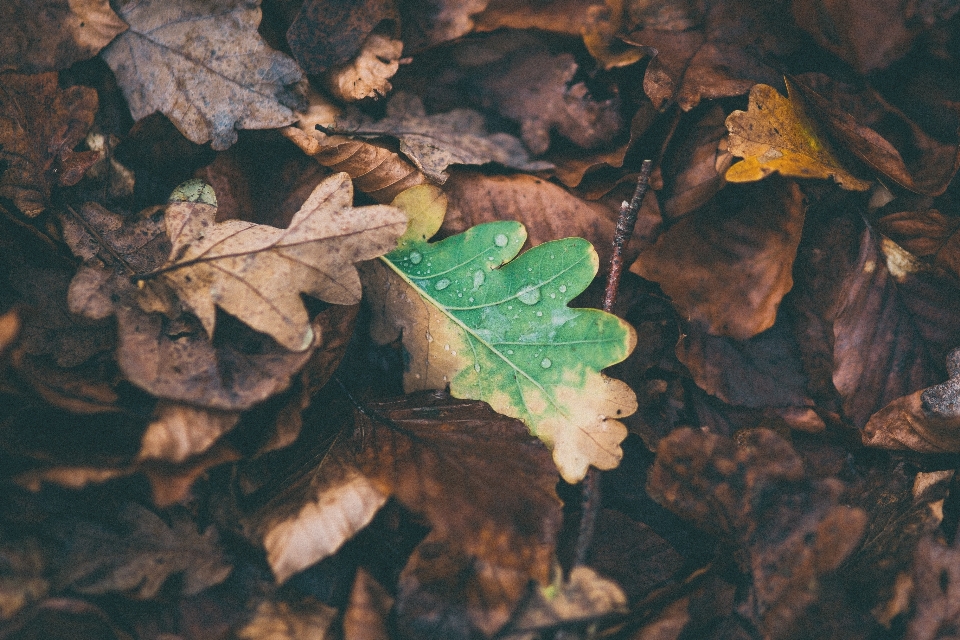 Drzewo natura las oddział