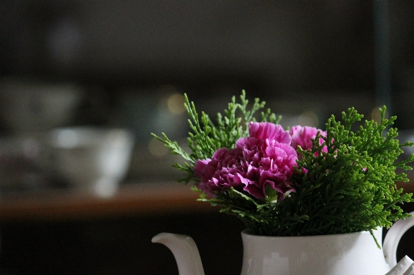 Grass plant leaf flower Photo