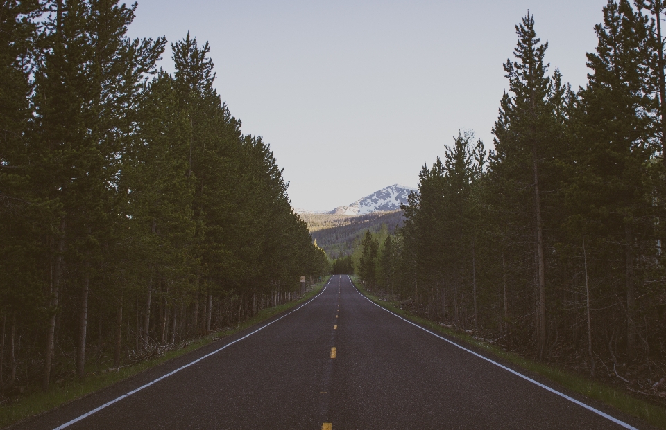 Tree forest mountain road