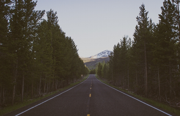 Tree forest mountain road Photo