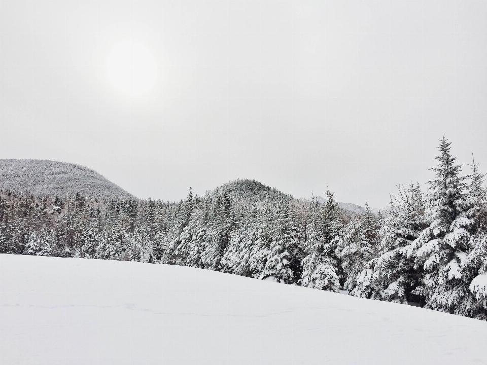 树 森林 山 雪