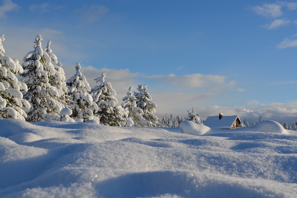 Arbre montagne neige hiver