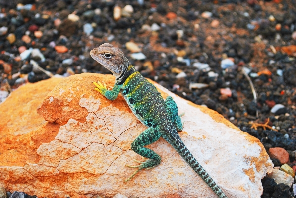 Rock 結石 野生動物 爬虫類 写真