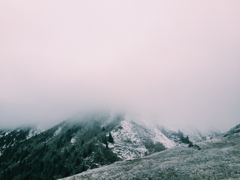 树 自然 山 雪