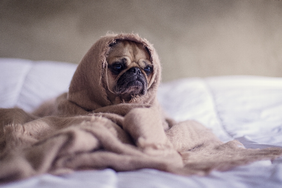 Welpe hund eckzahn
 säugetier