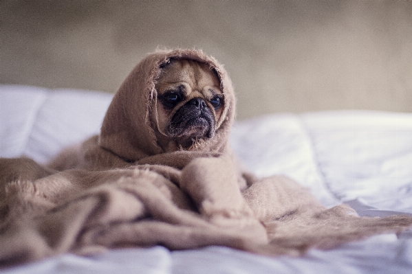 子犬 犬 犬歯
 哺乳類 写真