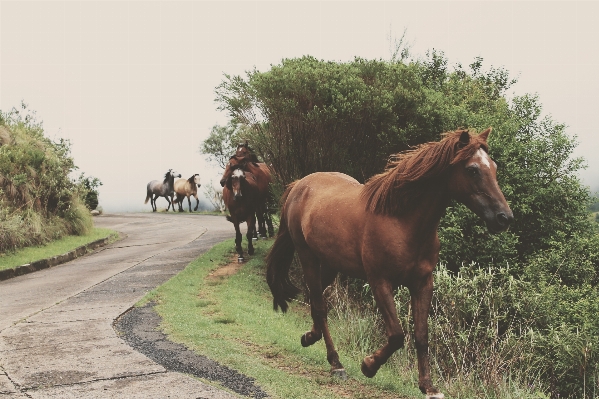 Road animal herd pasture Photo