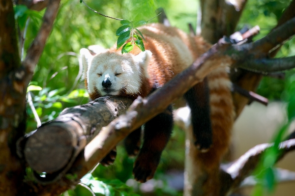 木 ブランチ 花 動物 写真