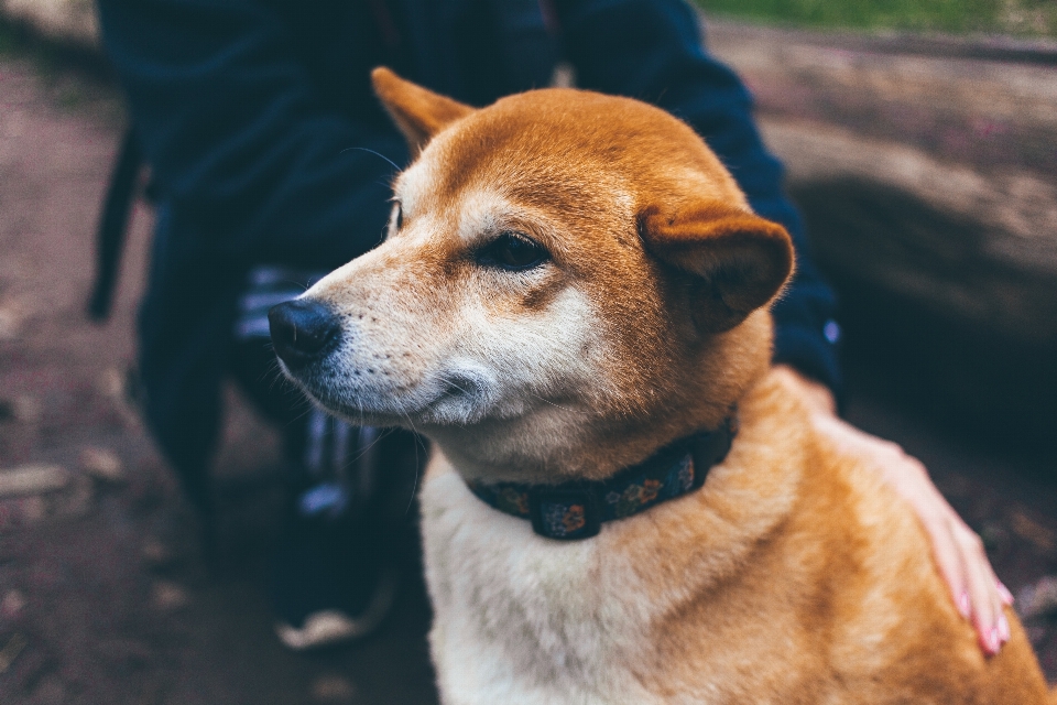 Köpek yavrusu hayvan evcil