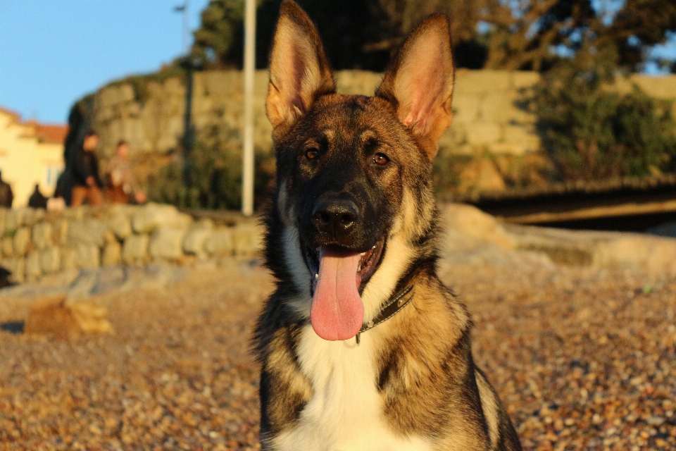 Dog mammal vertebrate breed