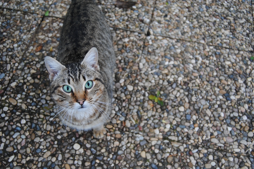 动物 宠物 小猫 猫