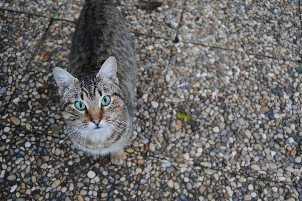 Foto Animal bicho de estimação gatinho gato