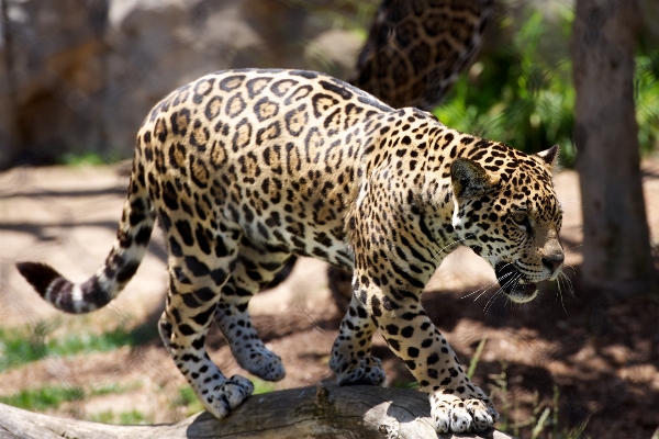 Tierwelt zoo säugetier fauna Foto