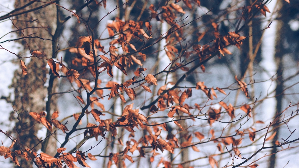 Albero ramo nevicare inverno