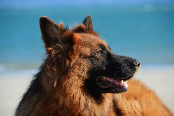 Foto Anjing satwa anjing
 peliharaan