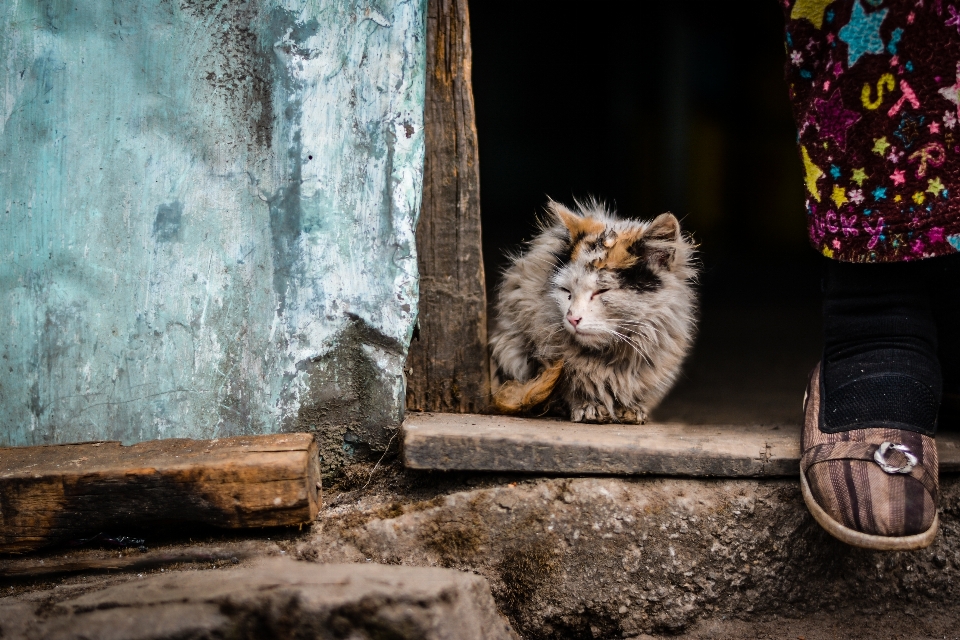 Animal fur fluffy kitten