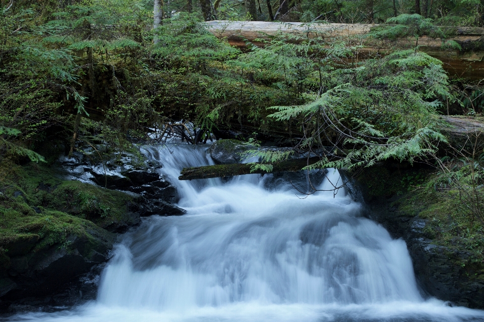 Baum wasser natur wald