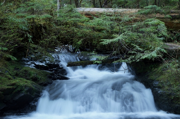 Tree water nature forest Photo