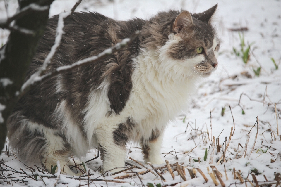 Chaton chat mammifère fauna