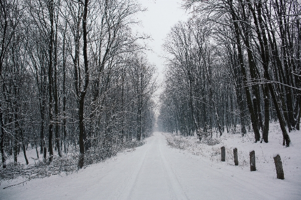 Foto Albero foresta nevicare inverno