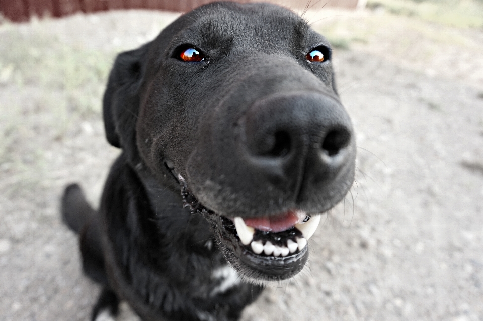 Perro mamífero vertebrado
 labrador retriever
