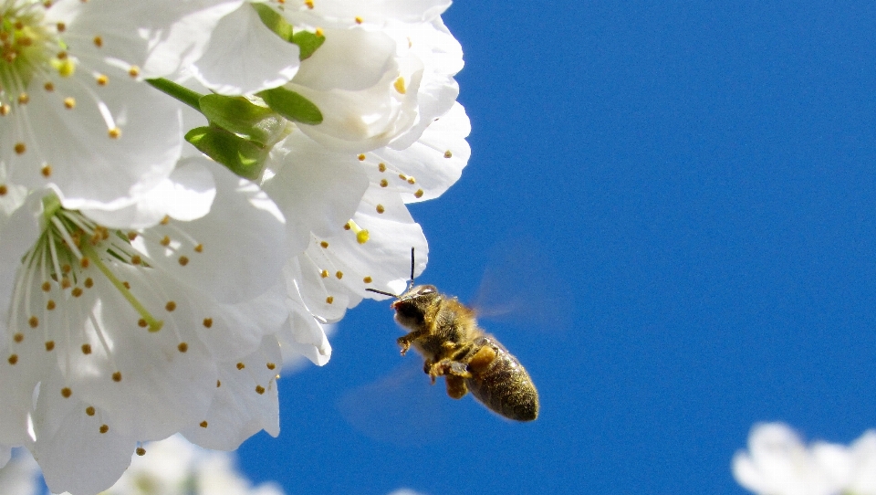 Zweig blüte anlage blume